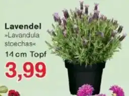 Jawoll Lavendel Angebot