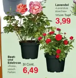 Jawoll Beet und Edelrose Angebot