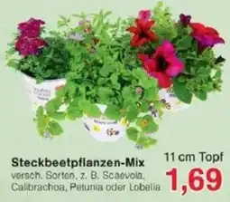 Jawoll Steckbeetpflanzen-Mix Angebot