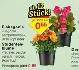 Jawoll Eisbegonie oder Studentenblume Angebot