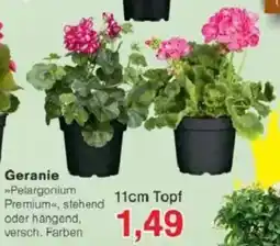 Jawoll Geranie Angebot