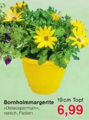 Jawoll Bornholmmargerite Angebot