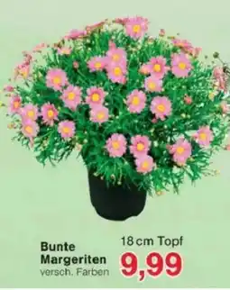 Jawoll Bunte Margeriten Angebot