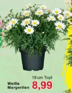 Jawoll Weiße Margeriten Angebot