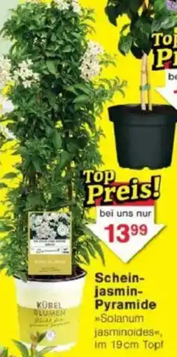 Jawoll Scheinjasmin Pyramide Angebot