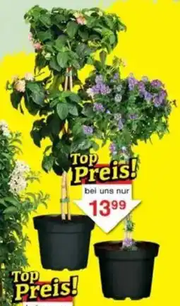 Jawoll Blühende Beet und Balkon Stämmchen Angebot