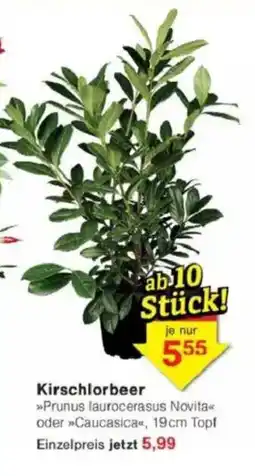 Jawoll Kirschlorbeer Angebot