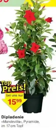 Jawoll Dipladenie Angebot