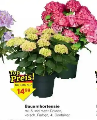 Jawoll Bauernhortensie Angebot