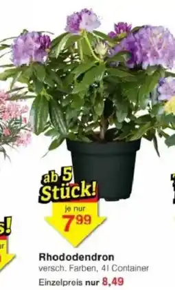 Jawoll Rhododendron Angebot