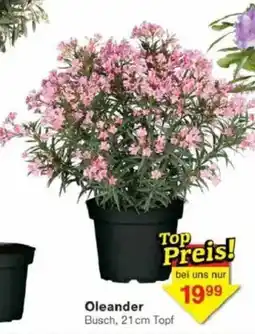 Jawoll Oleander Angebot