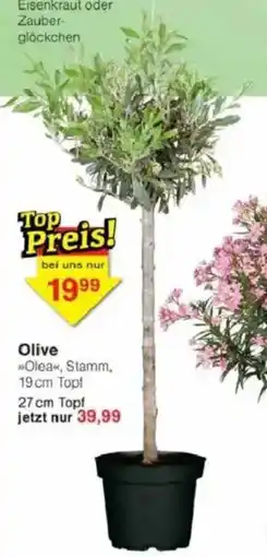 Jawoll Olive Angebot