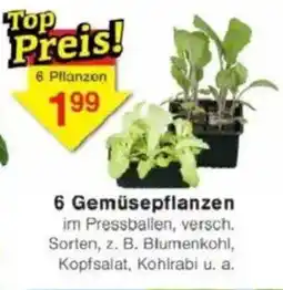 Jawoll 6 Gemüsepflanzen Angebot