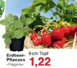 Jawoll Erdbeer Pflanzen Angebot