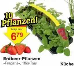 Jawoll Erdbeer-Pflanzen Angebot