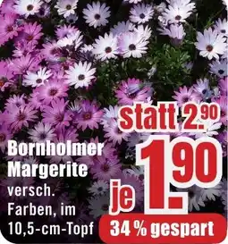 B1 Discount Baumarkt Bornholmer Margerite Angebot
