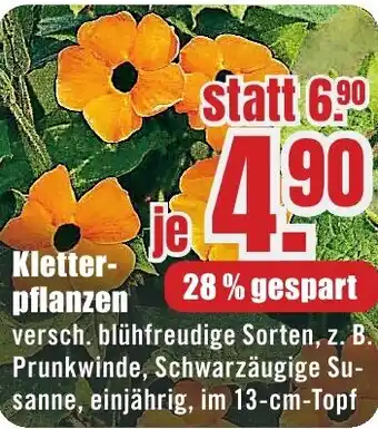 B1 Discount Baumarkt Kletterpflanzen Angebot