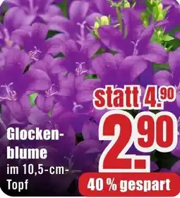 B1 Discount Baumarkt Glockenblume Angebot