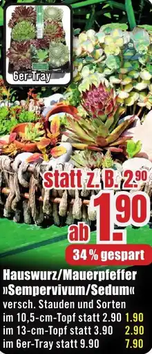 B1 Discount Baumarkt Hauswurz/Mauerpfeffer Sempervivum/Sedum Angebot