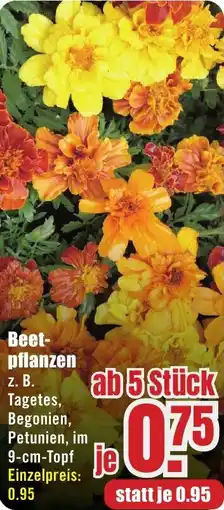 B1 Discount Baumarkt Beetpflanzen Angebot