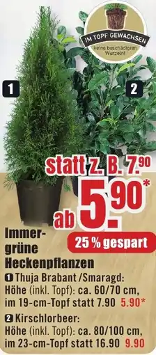 B1 Discount Baumarkt Immergrüne Heckenpflanzen Angebot