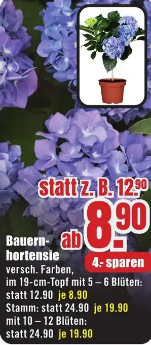 B1 Discount Baumarkt Bauernhortensie Angebot