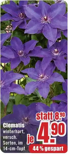 B1 Discount Baumarkt Clematis Angebot