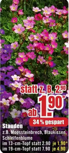 B1 Discount Baumarkt Stauden Angebot