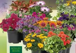 Pflanzen Kölle Kölle's Beste Beetpflanzen Angebot