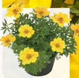 Pflanzen Kölle Zweizahn Golden Empire Angebot