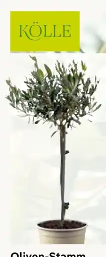 Pflanzen Kölle Kölle Oliven-Stamm Angebot