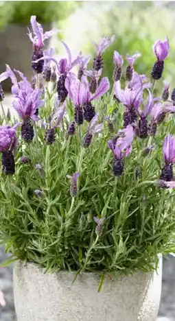 Pflanzen Kölle Schopflavendel Lavandula Stoechas Angebot