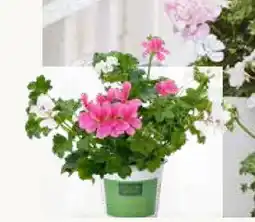 Pflanzen Kölle Kölle's Beste Duo-Geranie Angebot