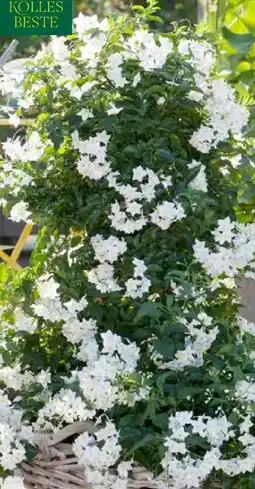 Pflanzen Kölle Kölle's Beste Jasmin-Pyramide Angebot