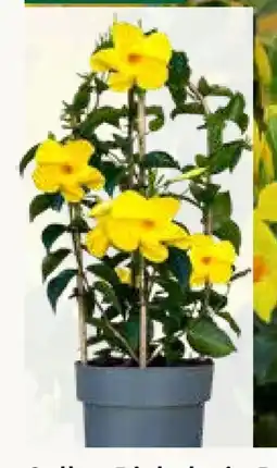 Pflanzen Kölle Kölle's Beste Dipladenia-Doppelbogen Angebot