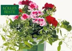 Pflanzen Kölle Kölle's Beste Duo-Geranie mit Schneewolke Angebot