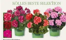 Pflanzen Kölle Kölle's Beste Geranien Selektion Angebot