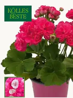 Pflanzen Kölle Kölle's Beste Geranie Rosalinda Angebot