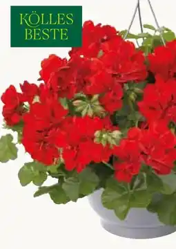 Pflanzen Kölle Kölle's Beste Geranien-Ampel Angebot