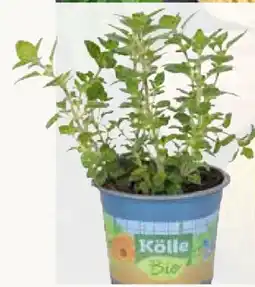 Pflanzen Kölle Kölle's Bio Kräuter Pizza-Pasta-Würzer Angebot