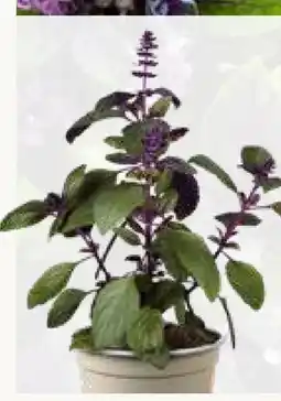 Pflanzen Kölle Kölle's Bio Strauchbasilikum African Blue Angebot