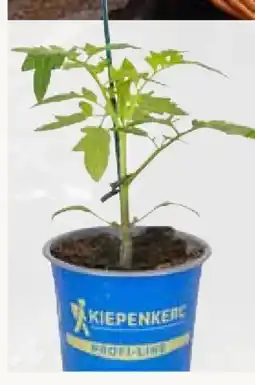 Pflanzen Kölle Kiepenkerl Veredelte Tomate Angebot