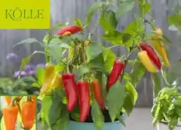 Pflanzen Kölle Kölle Naschgemüse Angebot
