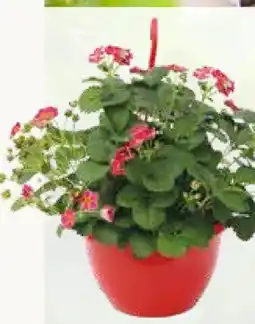 Pflanzen Kölle Kölle's Bio Erdbeer-Ampel Angebot