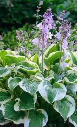 Pflanzen Kölle Kölle's Bio Funkie Hosta Angebot