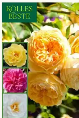 Pflanzen Kölle Kölle's Beste Strauchrose Angebot