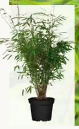 Pflanzen Kölle Schirmbambus Angebot