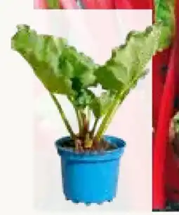 Pflanzen Kölle Kölle's Bio Rhabarber Angebot