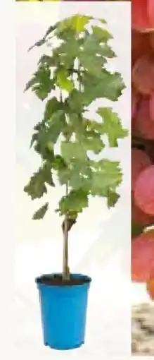 Pflanzen Kölle Kölle's Beste Tafeltrauben Pflanzen Angebot