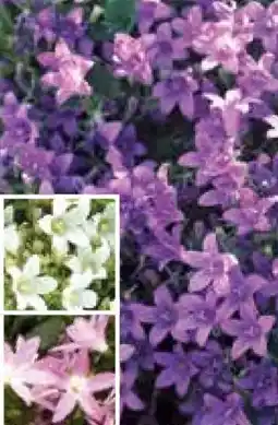 Pflanzen Kölle Kölle's Beste Polster-Glockenblume Angebot